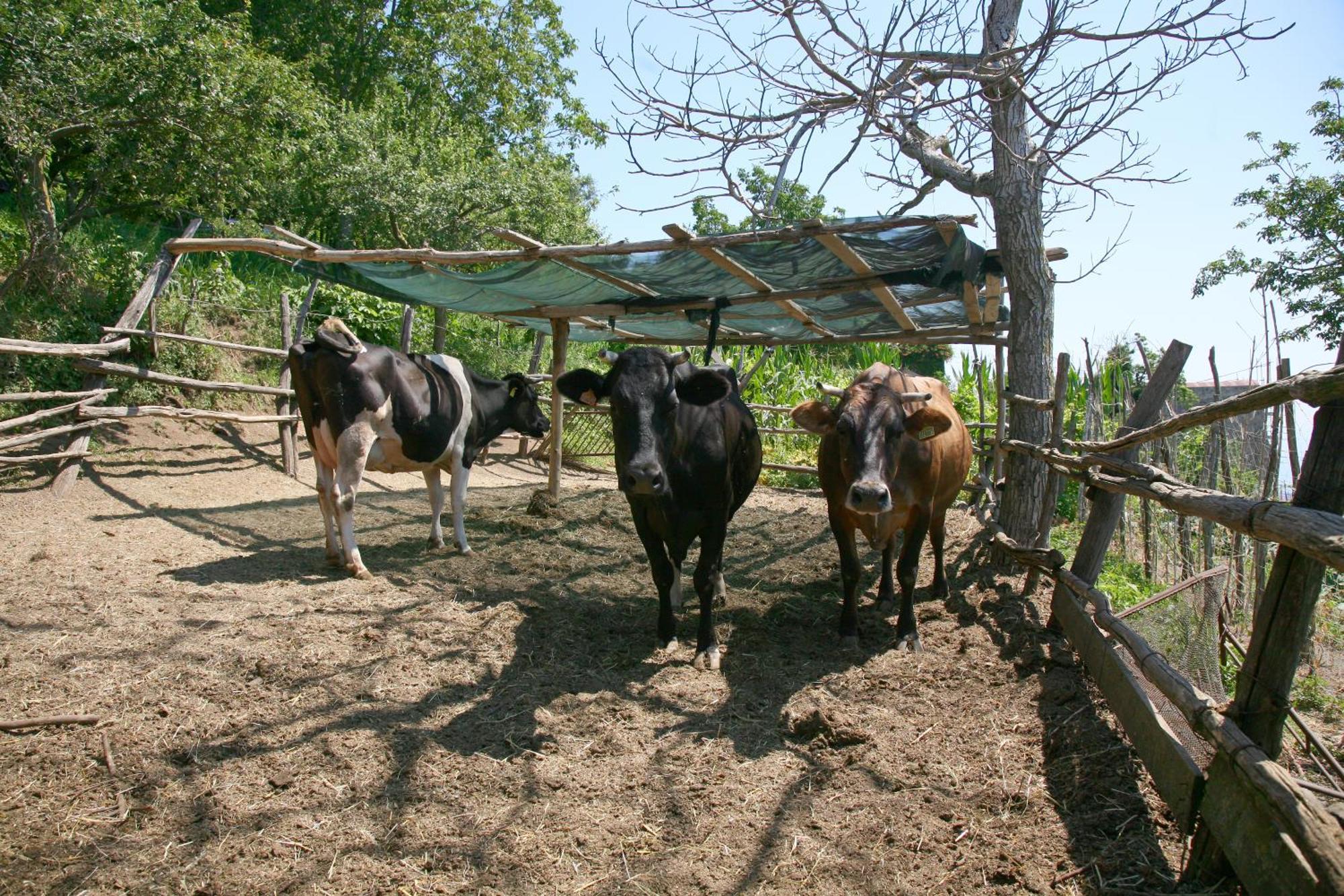 Agriturismo Mare E Monti Agerola Zewnętrze zdjęcie